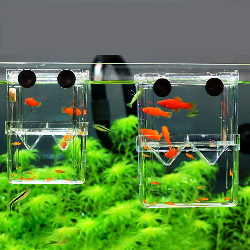 Lab Incubator - Peacock Fish Breeding Isolation Box Fish