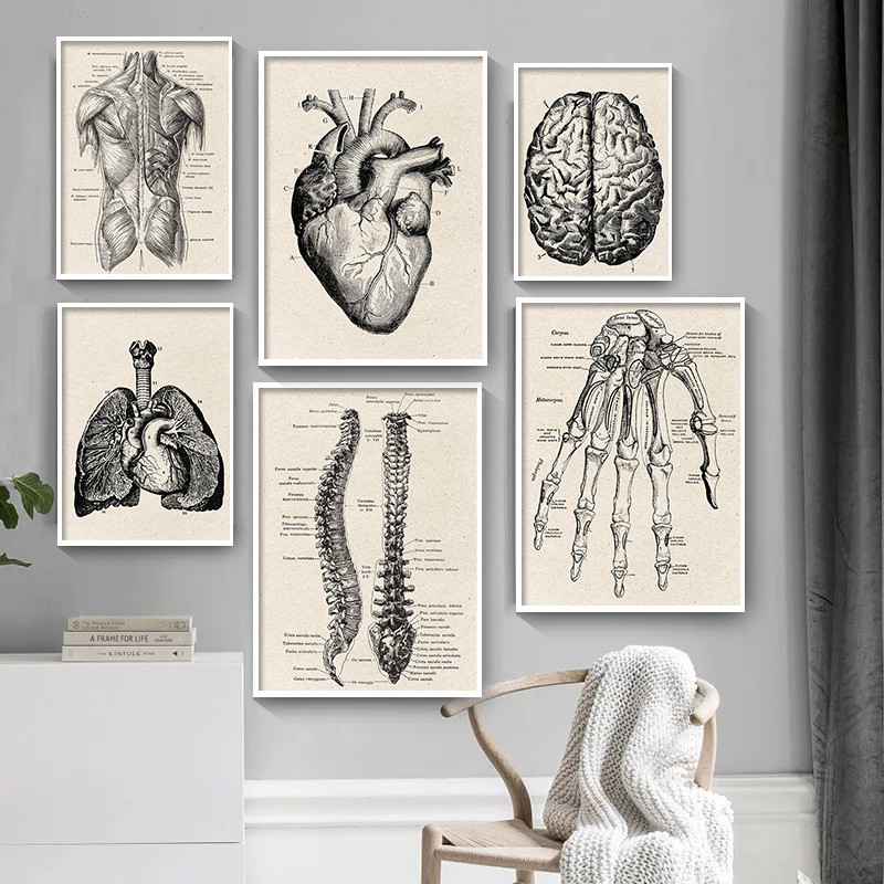 Medical Anatomy Artwork Canvas – обзор и цена Medical Lab Posters
