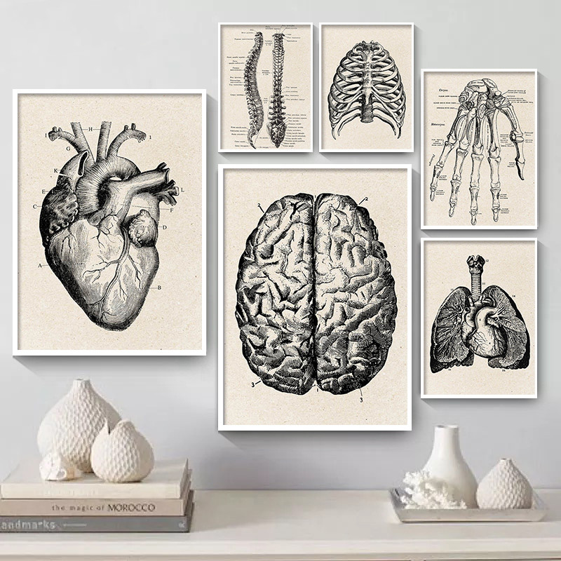 Medical Anatomy Artwork Canvas – обзор и цена Medical Lab Posters